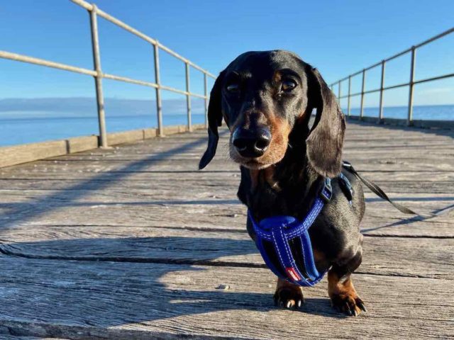 Dog on jetty Eyre Peninsula