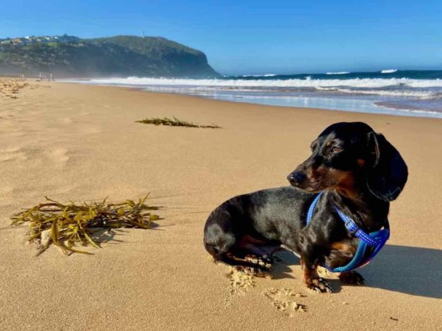 Forresters Beach with Dog