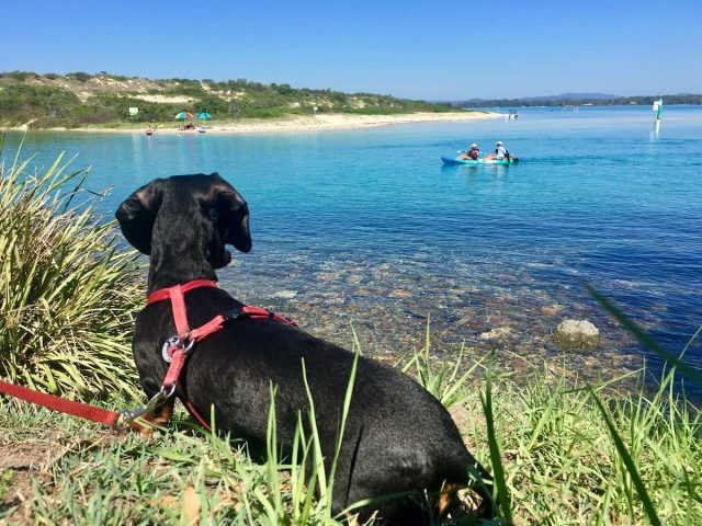 Dog at Lake Wallis, Forster