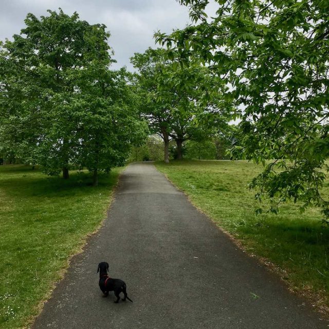 Off-leash walks in Greenwich Park