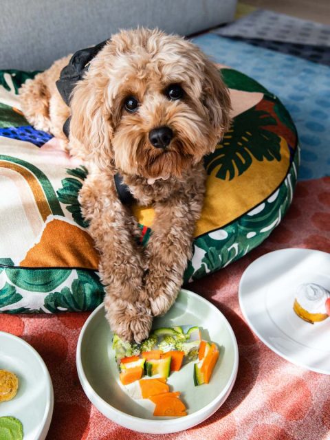 Dog at QT Bondi eating food