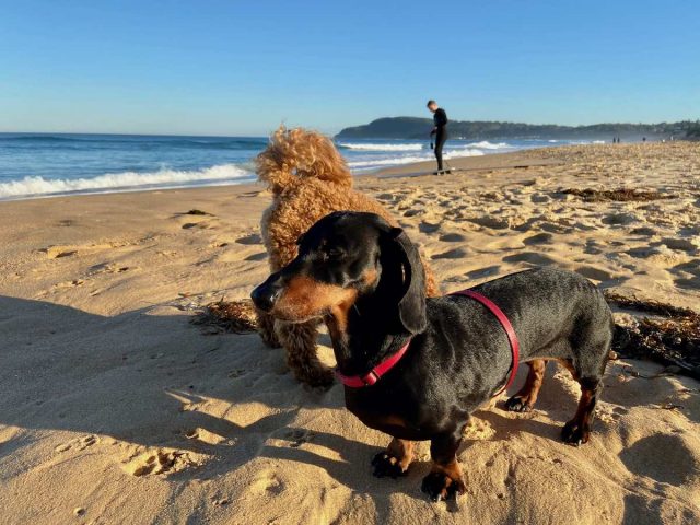 Shelly Beach with Dogs