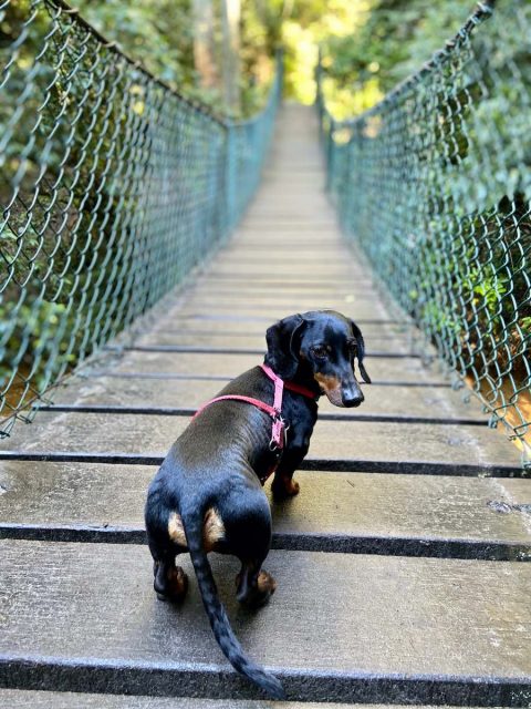 Strickland Swing Bridge