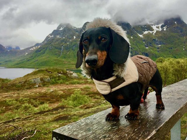 Travelling Internationally with a Dog - Norway