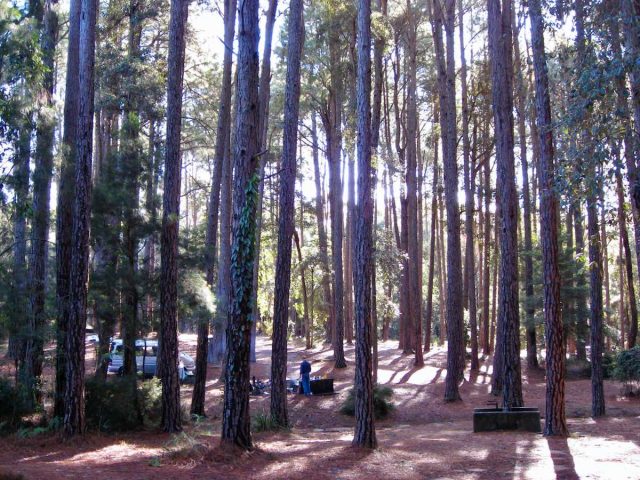 Dog friendly state forest NSW