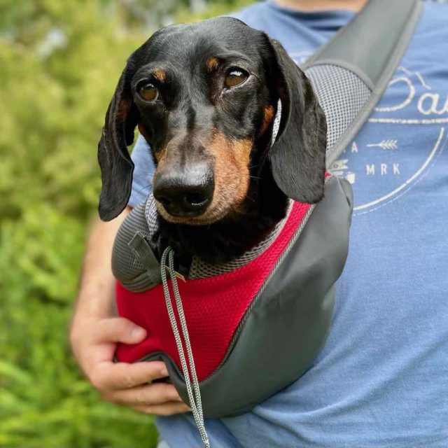 Carrier Sling with Dog