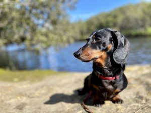 Dog-friendly walks Sydney