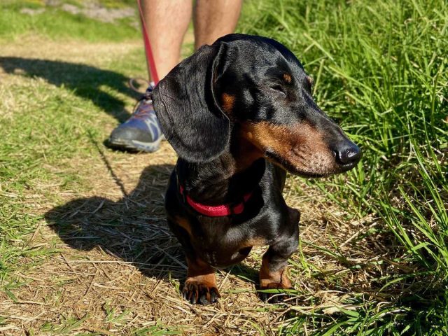 Hiking with dogs Australia