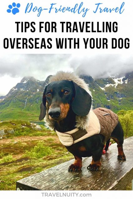Tips for travelling overseas with your dog