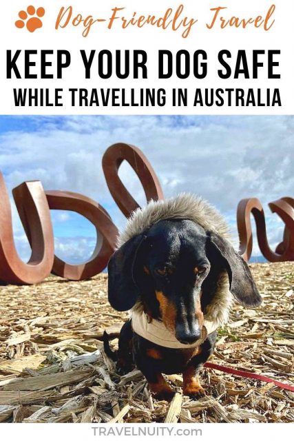 Keep Your Dog Safe While Travelling in Australia pin