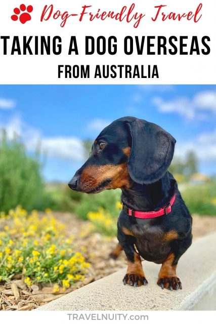 Pin: Taking a Dog Overseas from Australia