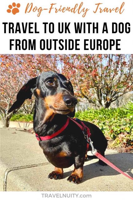 Travel to UK with a Dog from Outside Europe pin