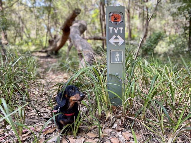 Dog-friendly hikes Sydney: The Wolli Creek Walking Track