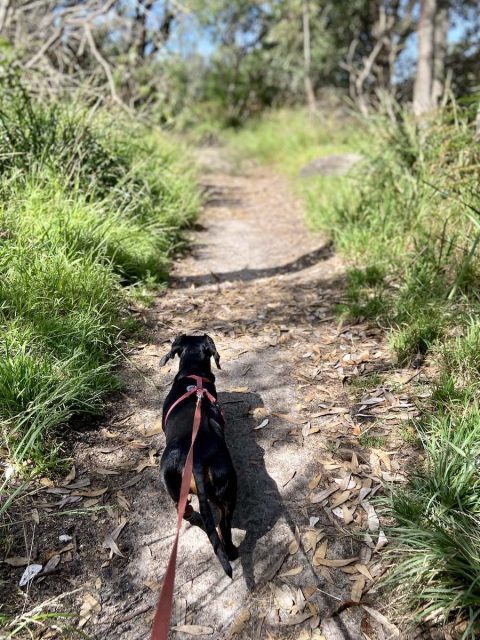 are dogs allowed in national parks nsw