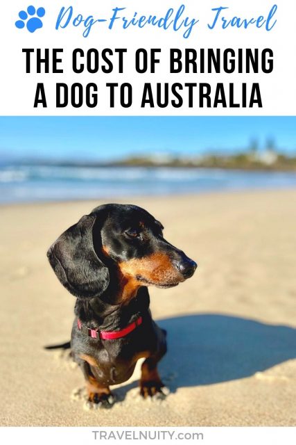 The cost of bringing at dog to Australia pin
