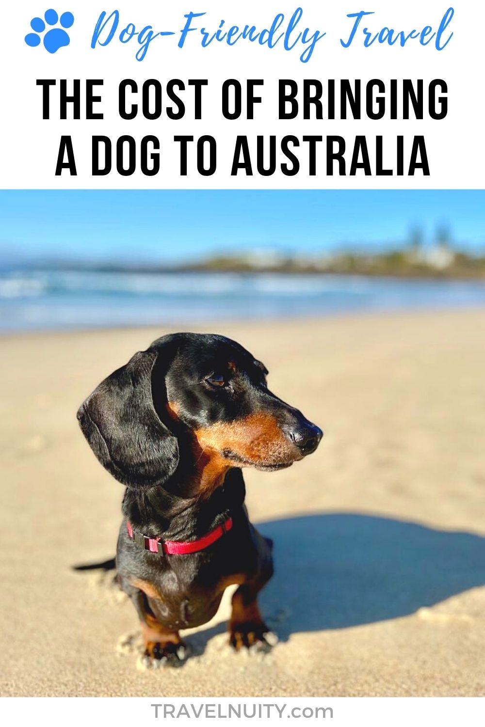 How Much Does It Cost to Bring a Dog to Australia? Travelnuity