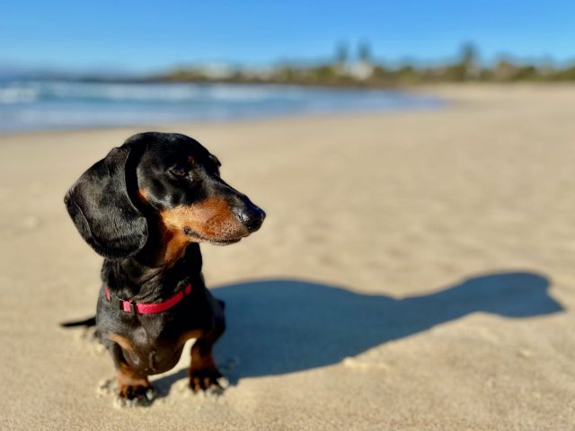 Cost of Bringing a Dog to Australia