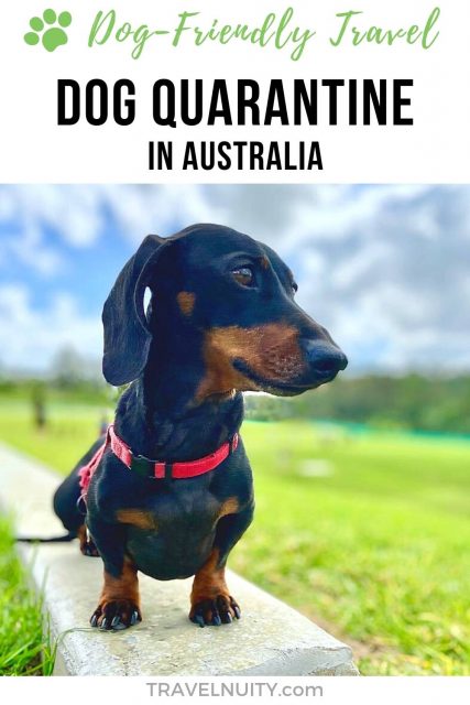 Dog quarantine in Australia