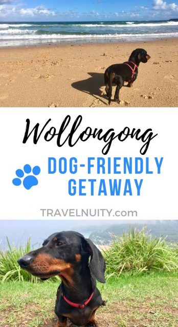 Dog-Friendly Wollongong pin