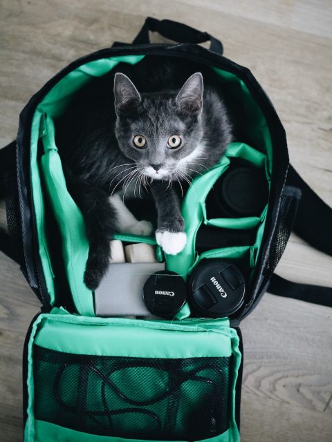 Cat in camera bag