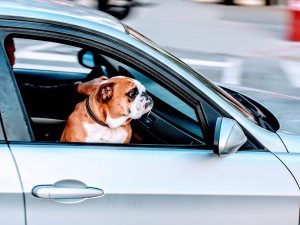 Dog in front seat of car