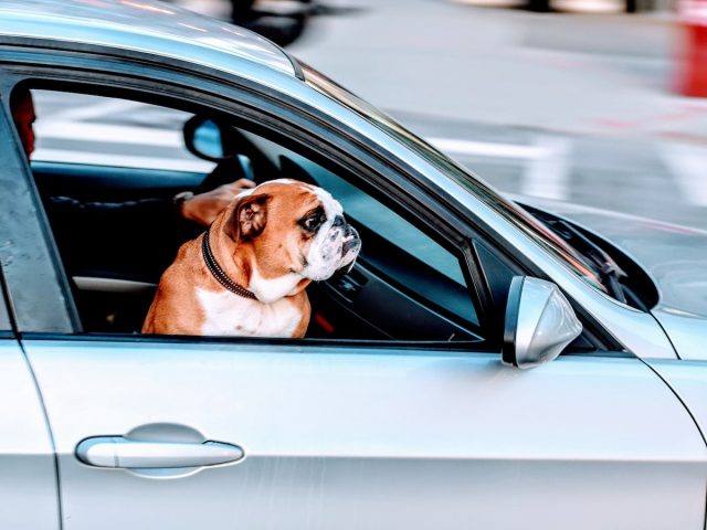 Dog in car