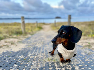 Dog on beach access path wearing a sweater