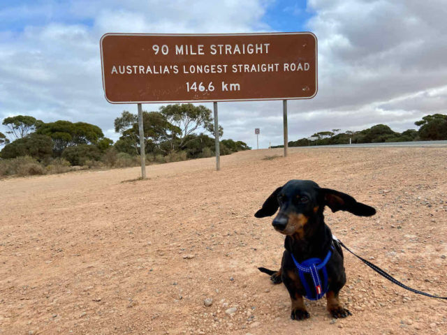 90 Mile Straight Sign with Dog