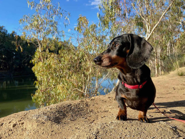 Camping by the Murray with a Dog
