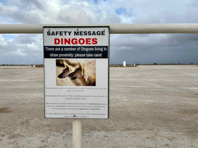 Dingo Warning Nullarbor