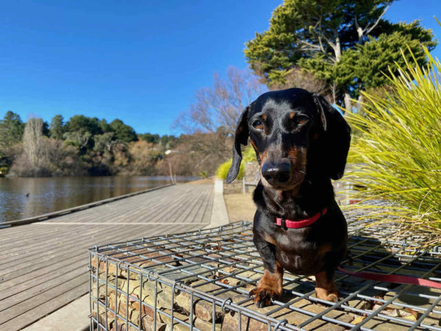 Dog-Friendly Daylesford