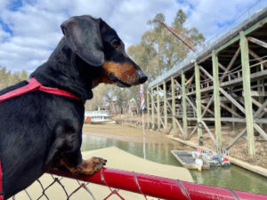 Dog-Friendly Echuca