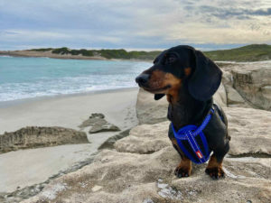 Dog-Friendly Esperance