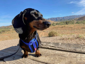 Dog-Friendly Flinders Ranges