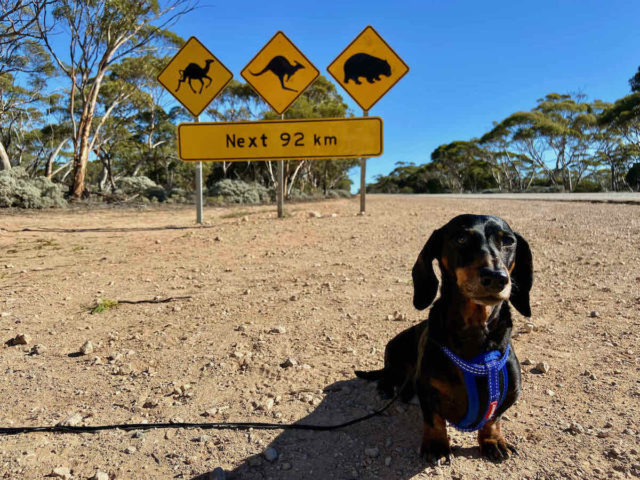 Travel Australia with a dog