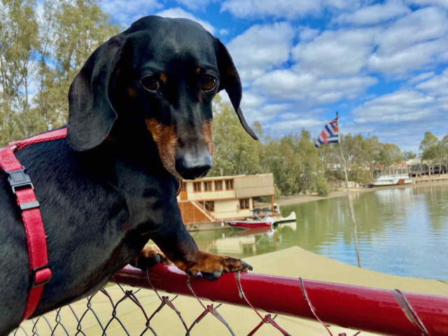 Dog-Friendly Paddlesteamer Cruise