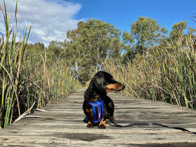 Dog-Friendly Renmark