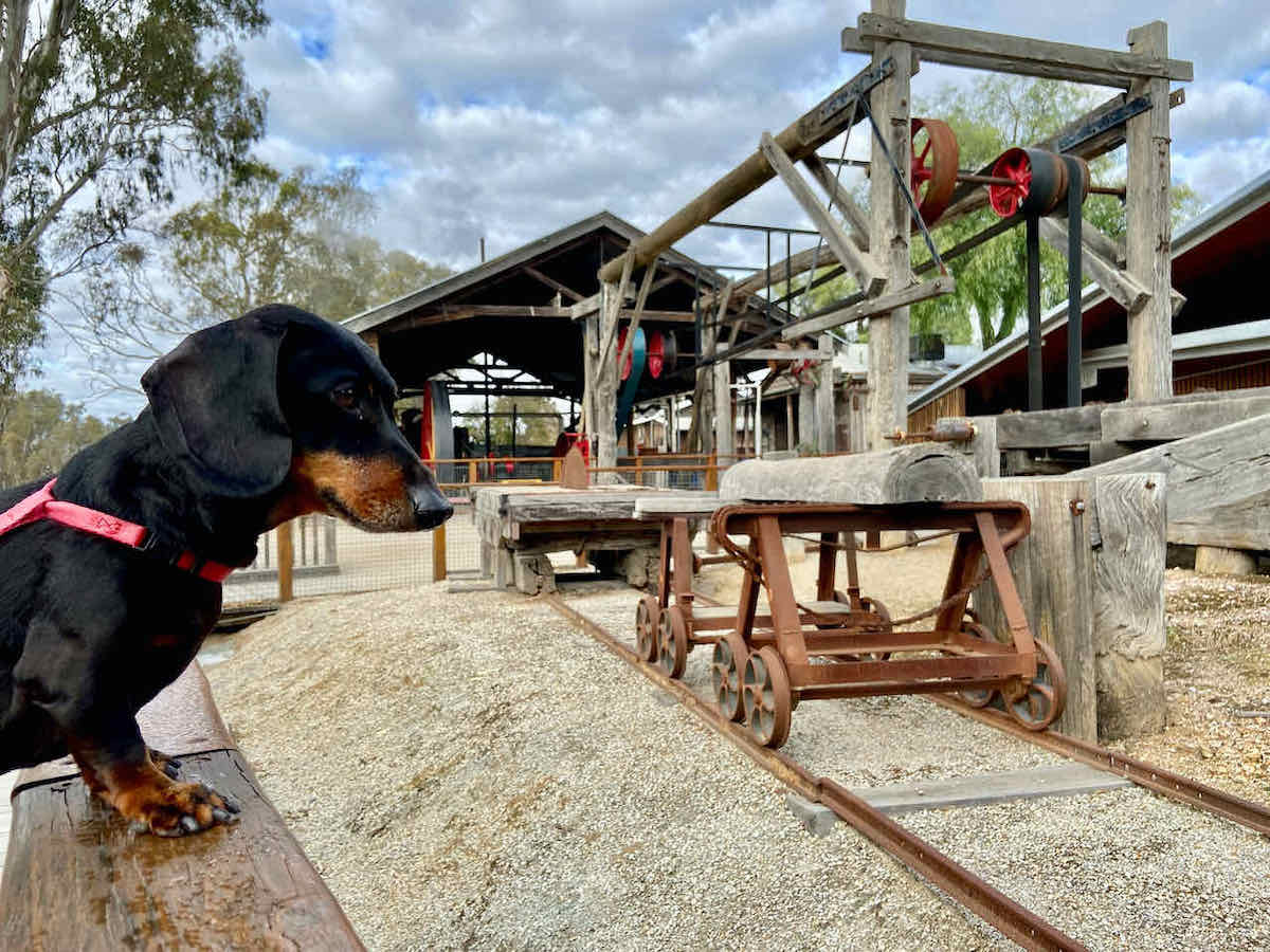 DogFriendly Echuca Visiting Echuca with a Dog Travelnuity