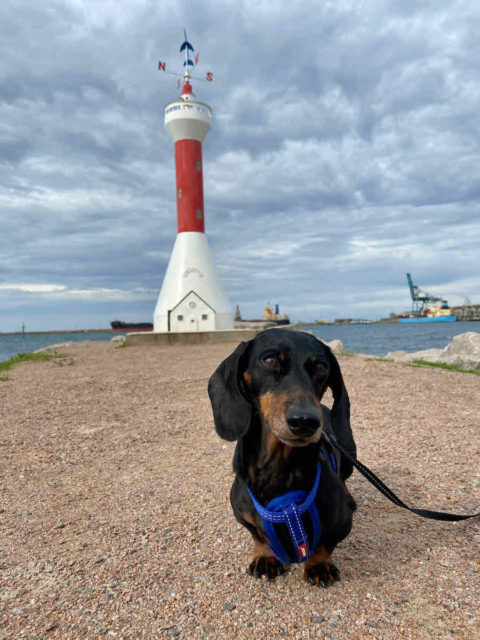 Esperance Lighthouse Sculpture with Dog