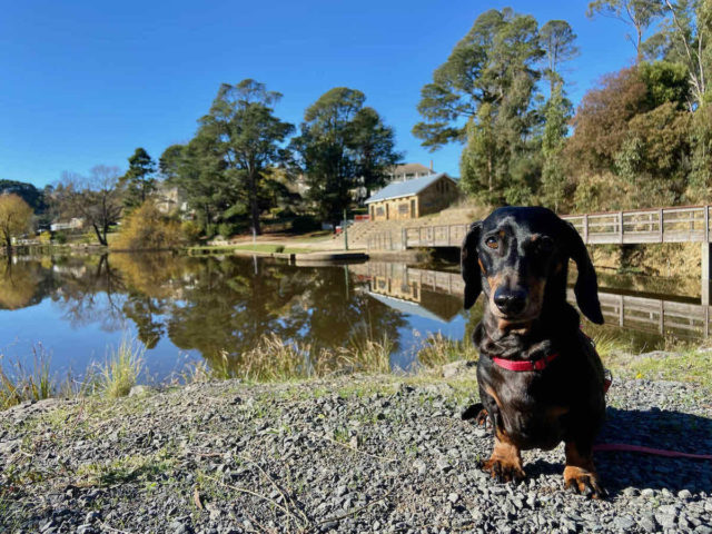 Lake Daylesford with Dog