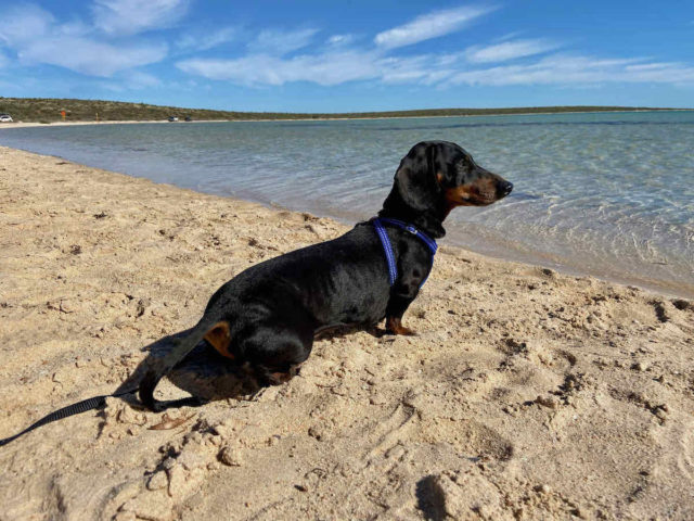 Little Lagoon with Dog