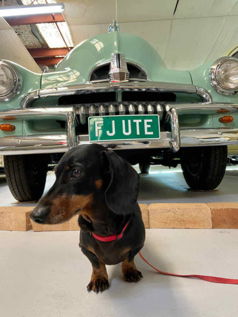 National Holden Motor Museum with dog