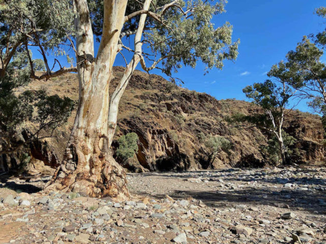 Parachilna Gorge Camping