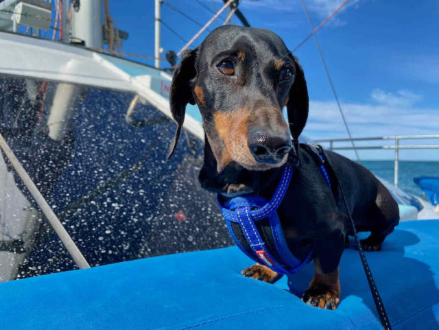 Pet-Friendly Monkey Mia Cruise