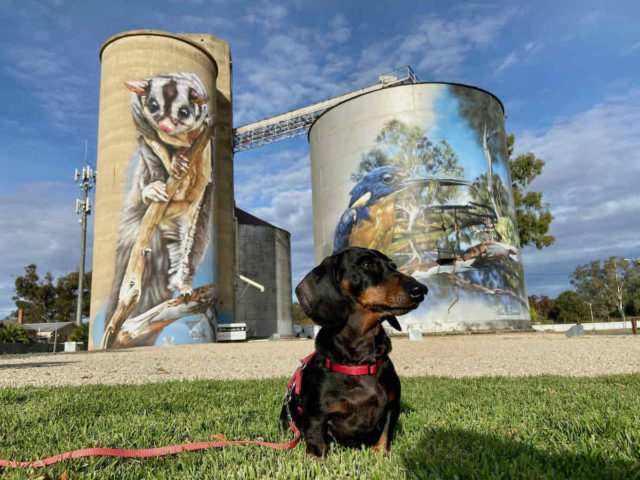 Rochester Silo Art with Dog