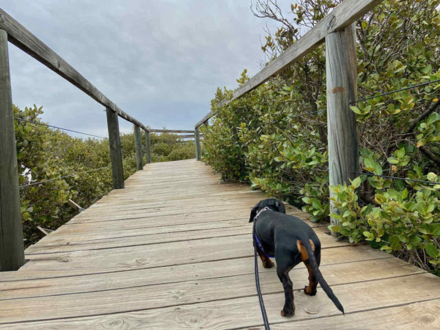 Arno Bay Mangrove Boardwalk