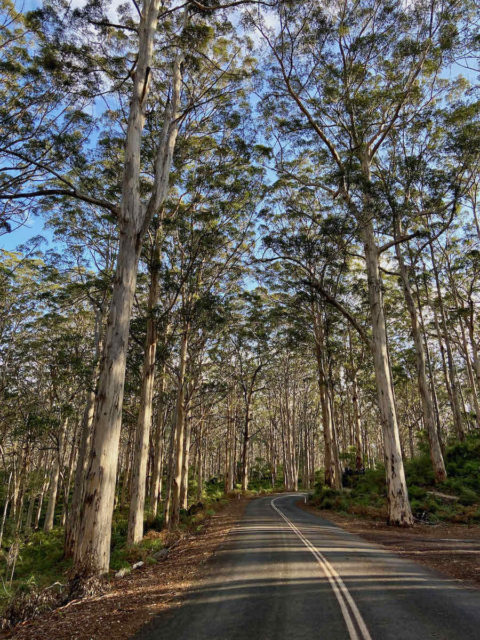 Boranup Forest Drive