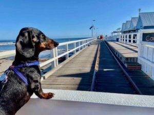 Busselton Jetty with Dog