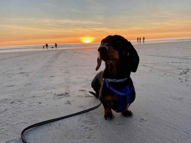 Cable Beach Sunset with Dog