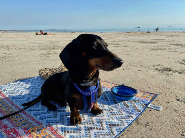 Cable Beach with Dog